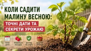 Коли садити малину весною